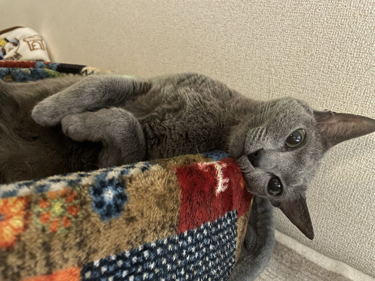 ishi_jun_jun's tweet photo. 首痛めないでね🐈‍⬛ https://t.co/3NPSrckcWa