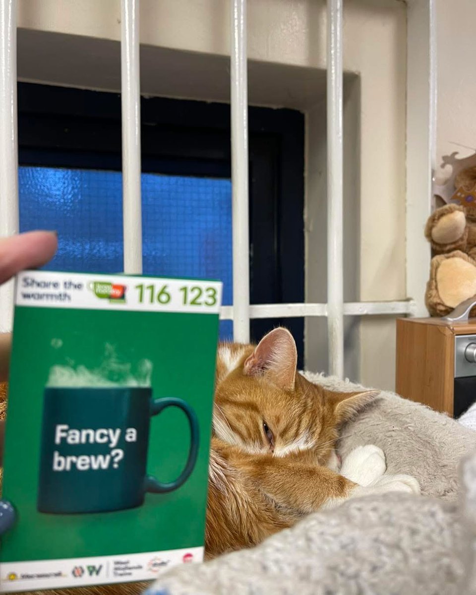 George The Stourbridge Junction Station Cat tweet media