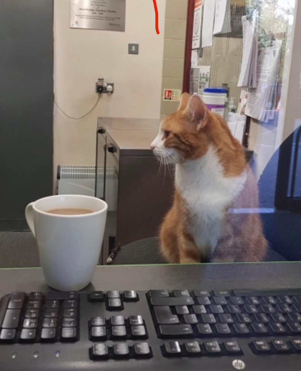 George The Stourbridge Junction Station Cat tweet media
