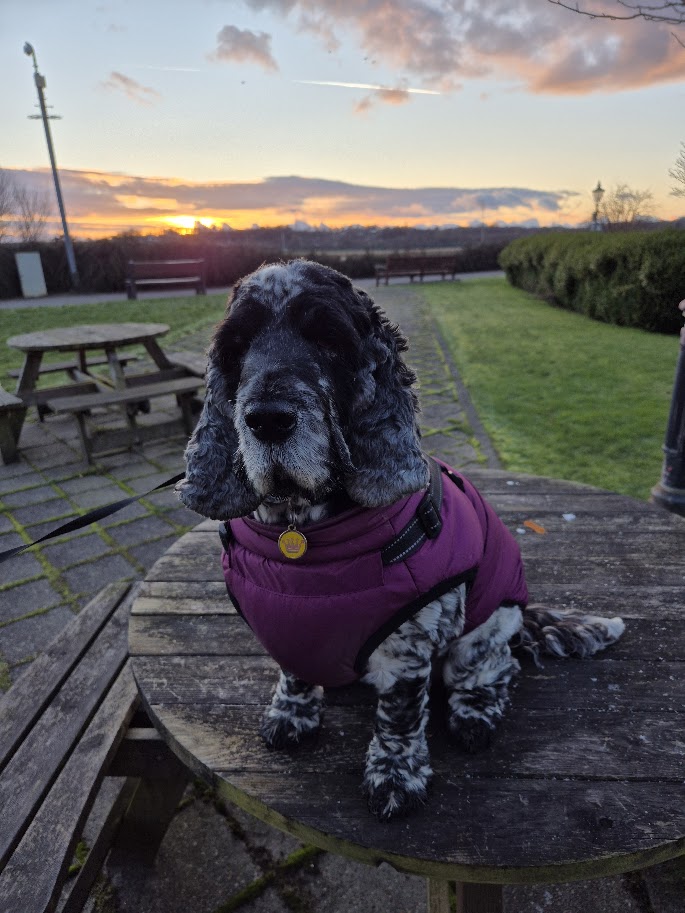 Leighowyn's tweet photo. @Kesthecollie Hollie has been climbing on every picnic table she sees for years.  She seems to reckon because people eat there, she should be fed too! https://t.co/cSjevgvzD1
