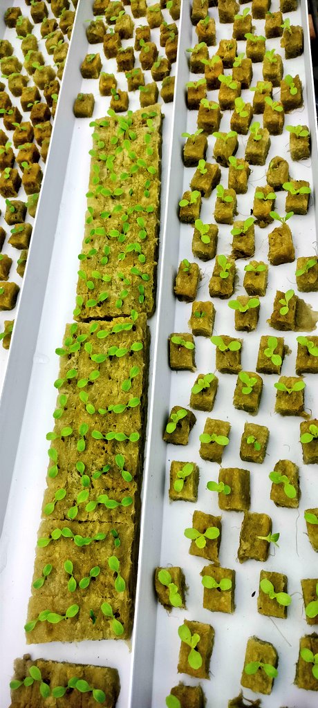 ydhtama's tweet image. Percayalah, melihat benih pecah (sprout) sampai panen selada sendiri itu ada kepuasan batin yang sulit dijelaskan. It’s a great way to de-stress after work.