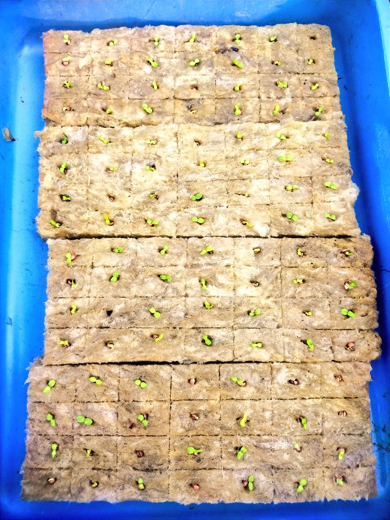 ydhtama's tweet image. Percayalah, melihat benih pecah (sprout) sampai panen selada sendiri itu ada kepuasan batin yang sulit dijelaskan. It’s a great way to de-stress after work.