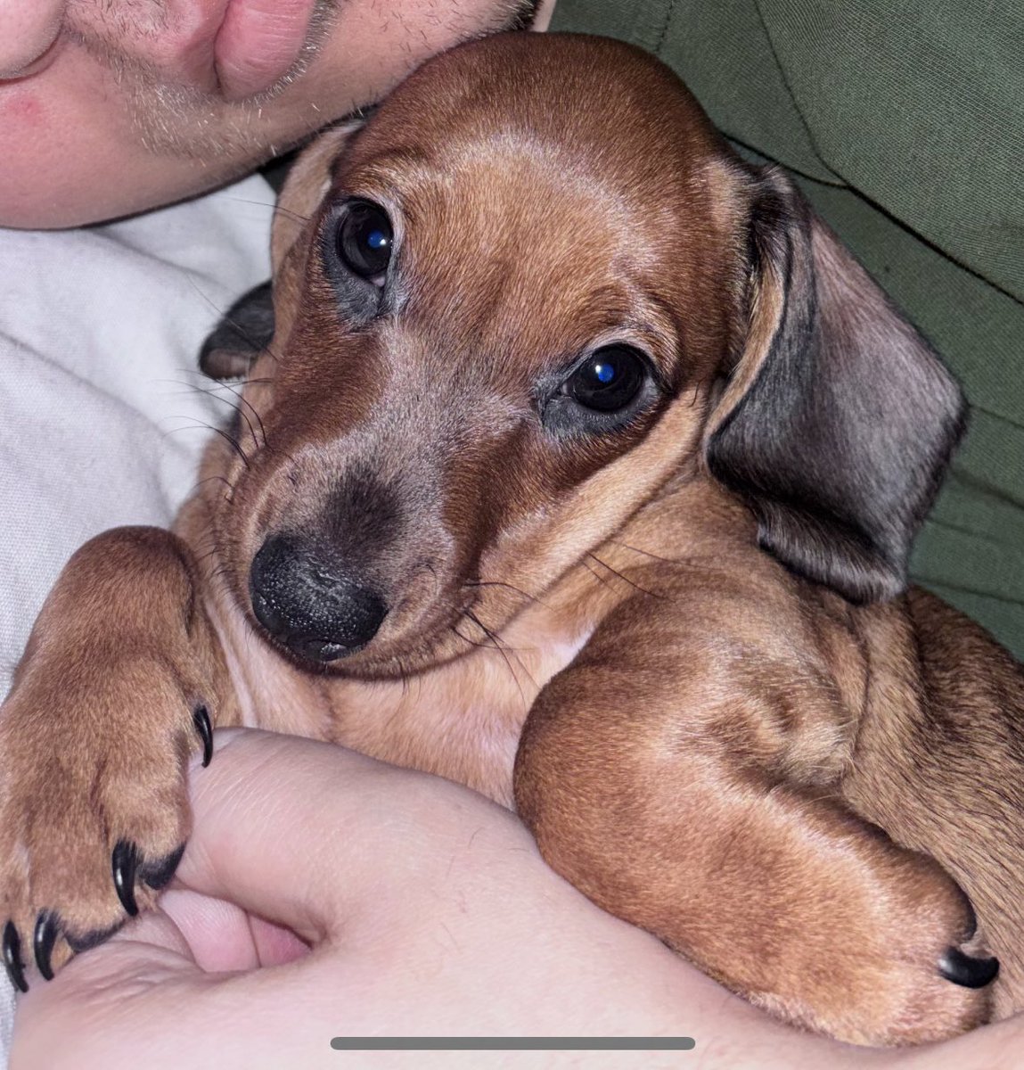 Добре, ще спробую так 🥸 можливо хтось їде найближчим часом у бік Львова, Самбора, Рудків і згоден за доплату взяти малу собаку Бананіту? 🥹 вона чемна і розміром менше кота