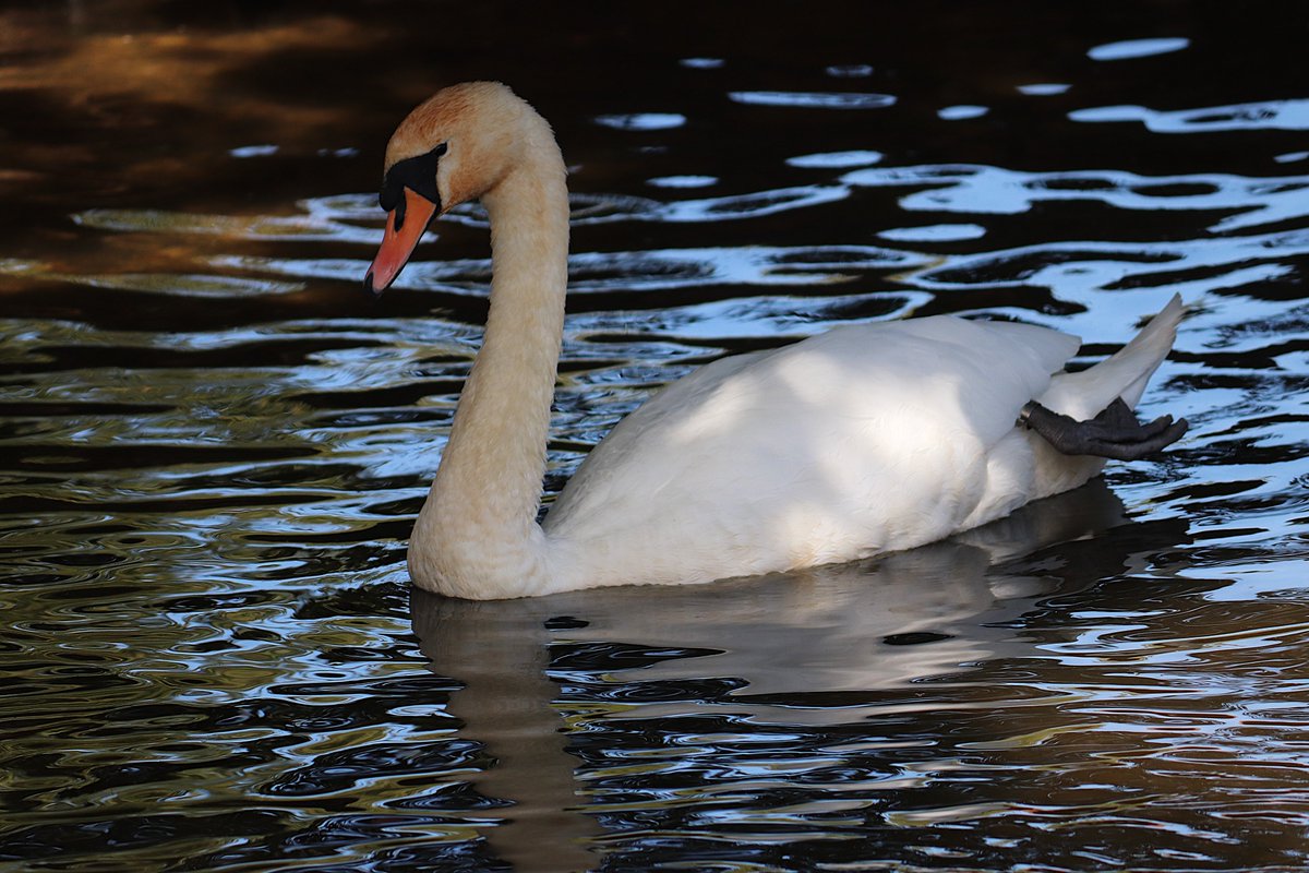 Cogglesford Watermill tweet media