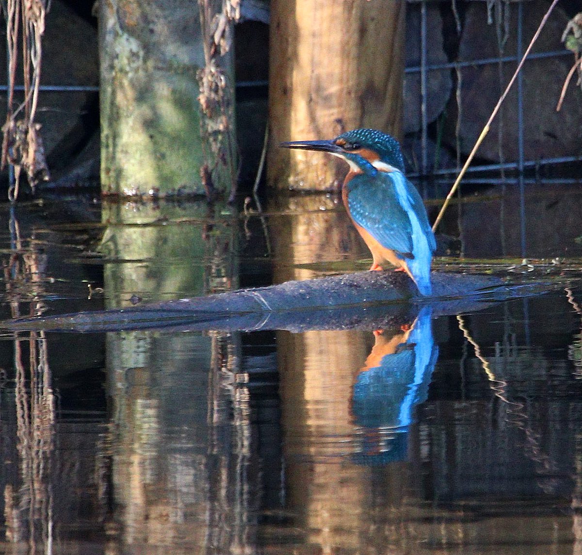 Cogglesford Watermill tweet media
