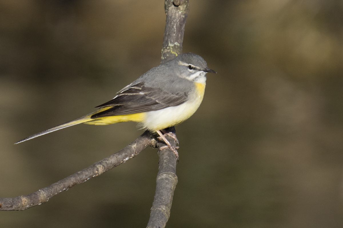 Cogglesford Watermill tweet media