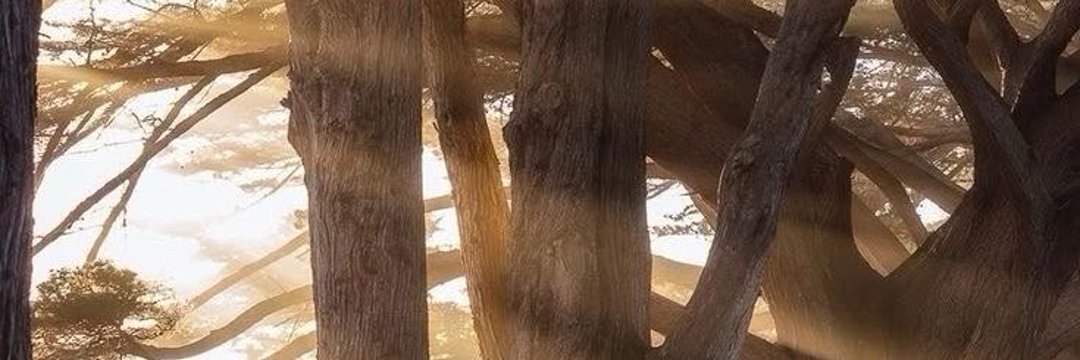 مُر . tweet media