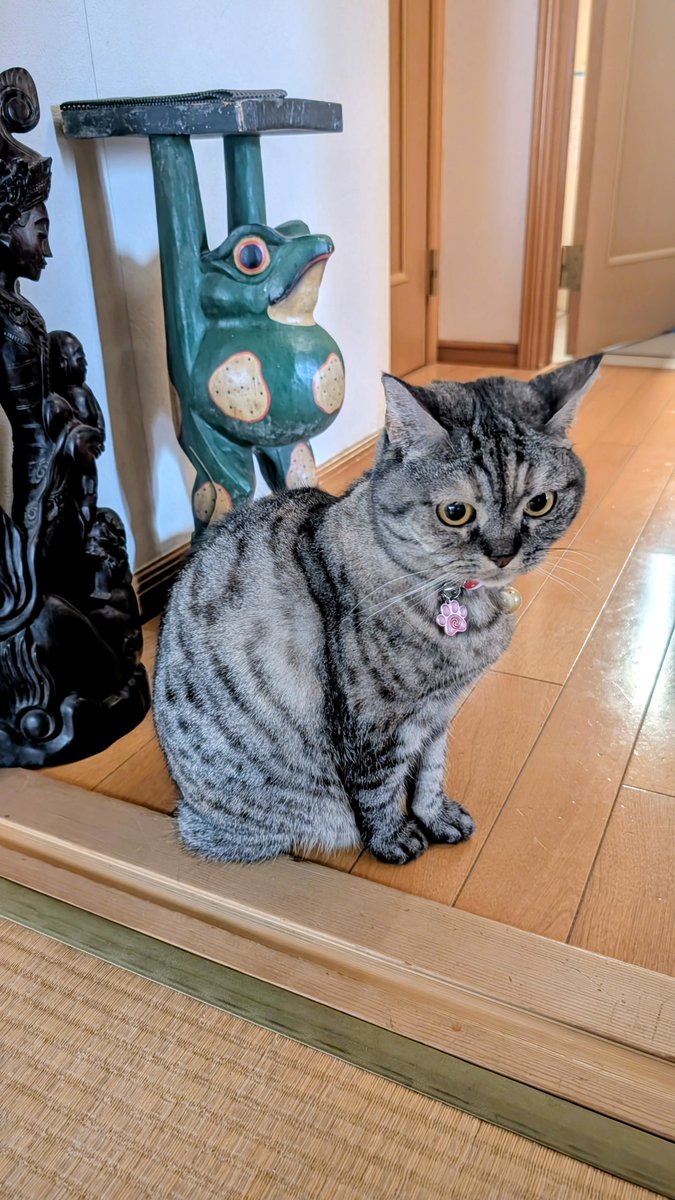 猫さん ねこさん⚡(ΦωΦ) (@catnap707) / Posts / X