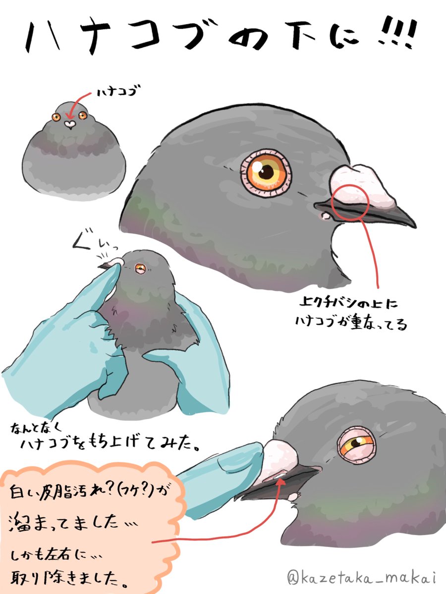 Post by 獅子王丸3/20ドラサバ5参20 on X: 今日も可愛い🩷