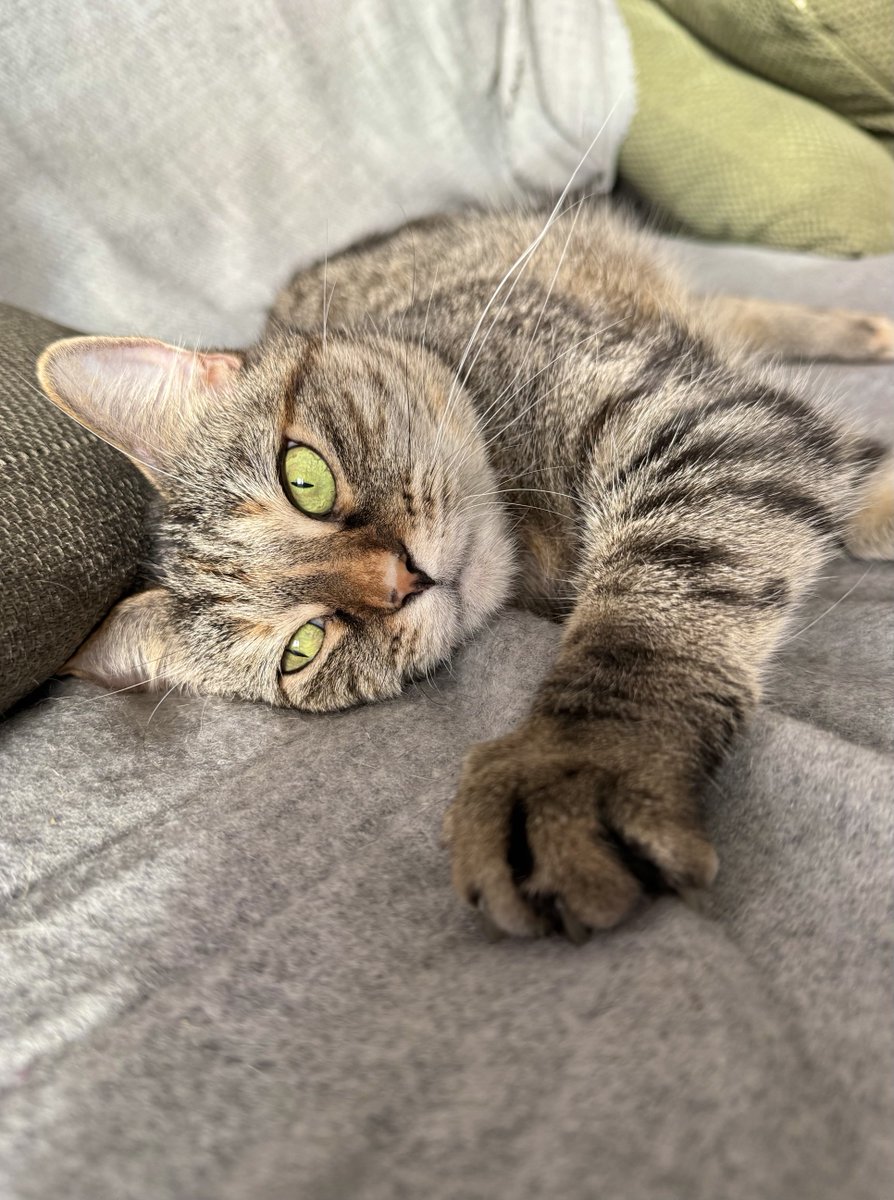 PickliciousF's tweet image. I’m thinking about that time my daddy dropped a bit of vegan cheese on the floor &amp;amp; I ate it before he could stop me #GoodTimes #Memories #GoodGirl