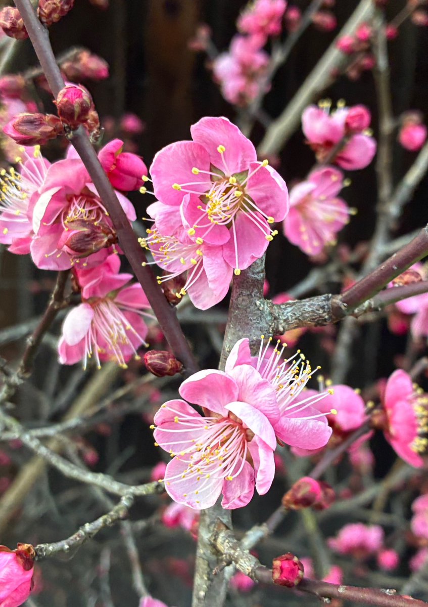 今年初のポストです！
なんと、もう梅が咲いていました。
2月に咲く花だと思っていたのでビックリ。
それともここ2～3日暖かかったから？
とはいえ京都は明日からぐっと寒くなるのだそう。
予報では⛄️マークも。
体調にお気をつけくださいませ。
今年もよろしくお願いいたします。