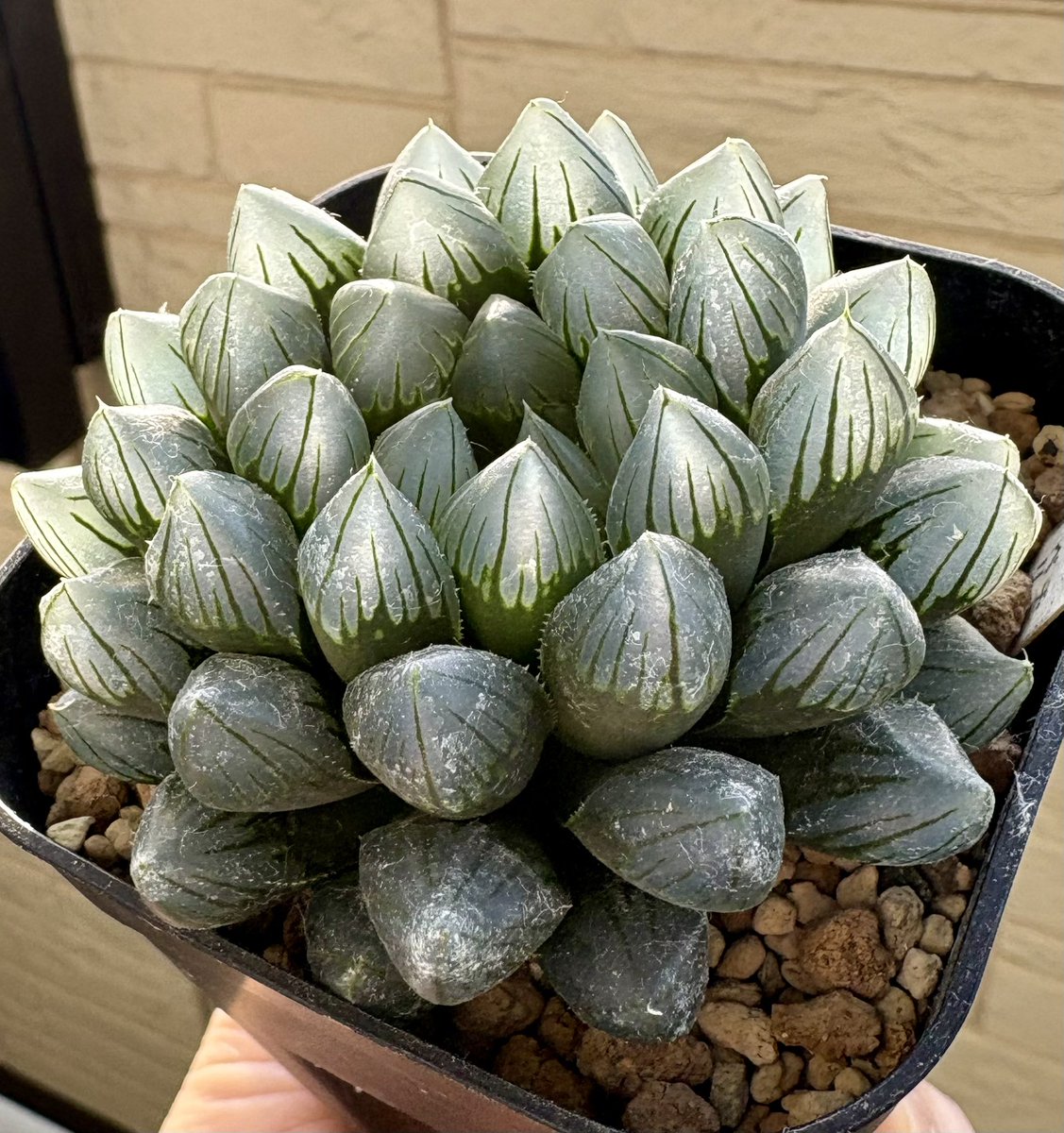 あすと@sweets&plants🍡🪴 (@ast_sweets) / Posts / X