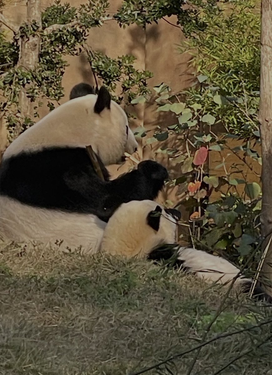 🐼☀️「レイちゃん。
ママ、ねぇねとこっちで待ってるからね。
ちゃんとふたりで来るのよ。
シャオがウロウロしたらお手て繋いでね。
何か困った事あれば、飼育員さんに言うのよ
ぎゅぅておめめつぶってたら着くからね。大丈夫よ」

🐼🧡「うん。
おてて繋いでいく🐾」

#上野の子パンダ