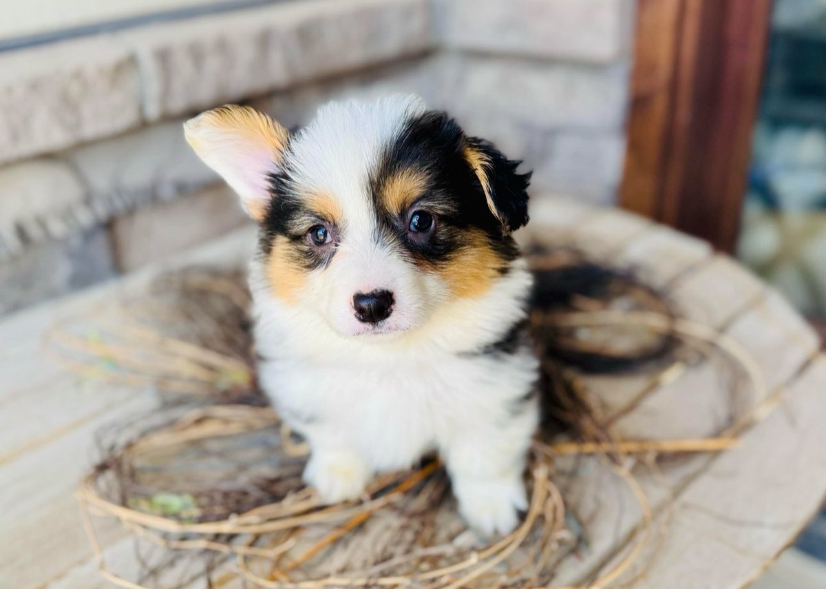 1 more week and we can pick up our baby Kratos. So excited 🐶🤍
