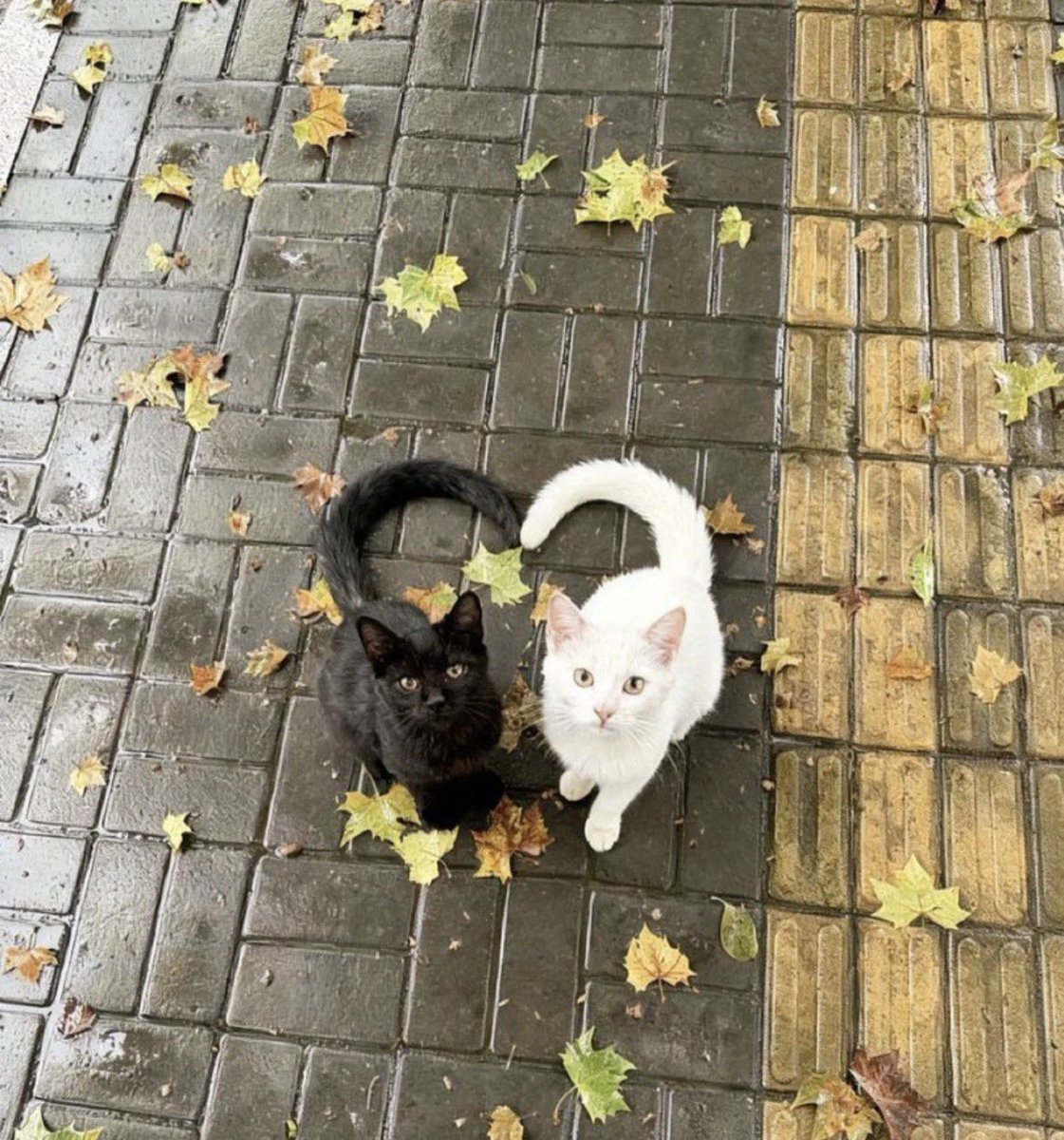 Bakutan_bot1's tweet image. 偶然撮影された奇跡の瞬間、見つかる...