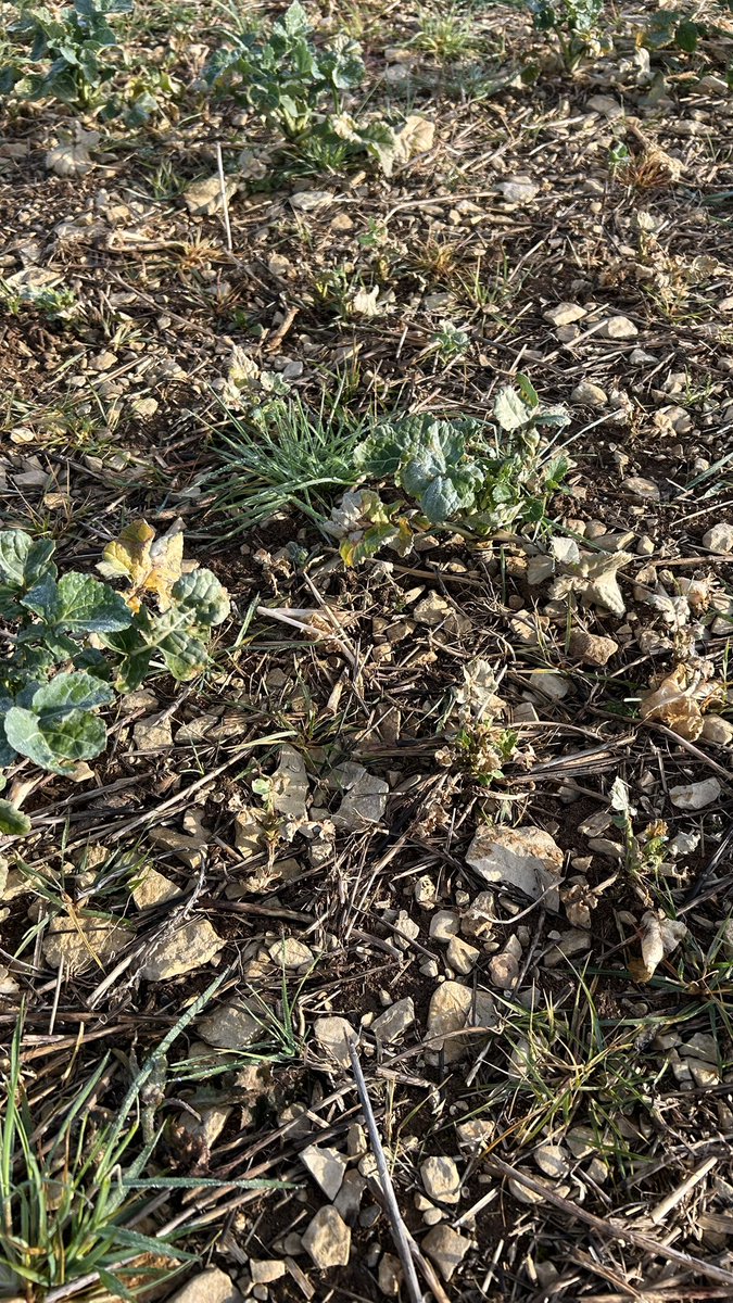 OlivierCOSTE2's tweet photo. Je suis @BONNIN1402 en #TDP #Colza et j’ai une rive qui sépare 2 #Agricultures des plateaux de Bourgogne.
L’une qui est en pleine forme par rapport à la grosse #Altise et l’autre qui continue de régresser depuis la semaine dernière.
#VisMaVieDeArc #Yonne #SuperKDR 🪲 https://t.co/4Qm0bMllpX