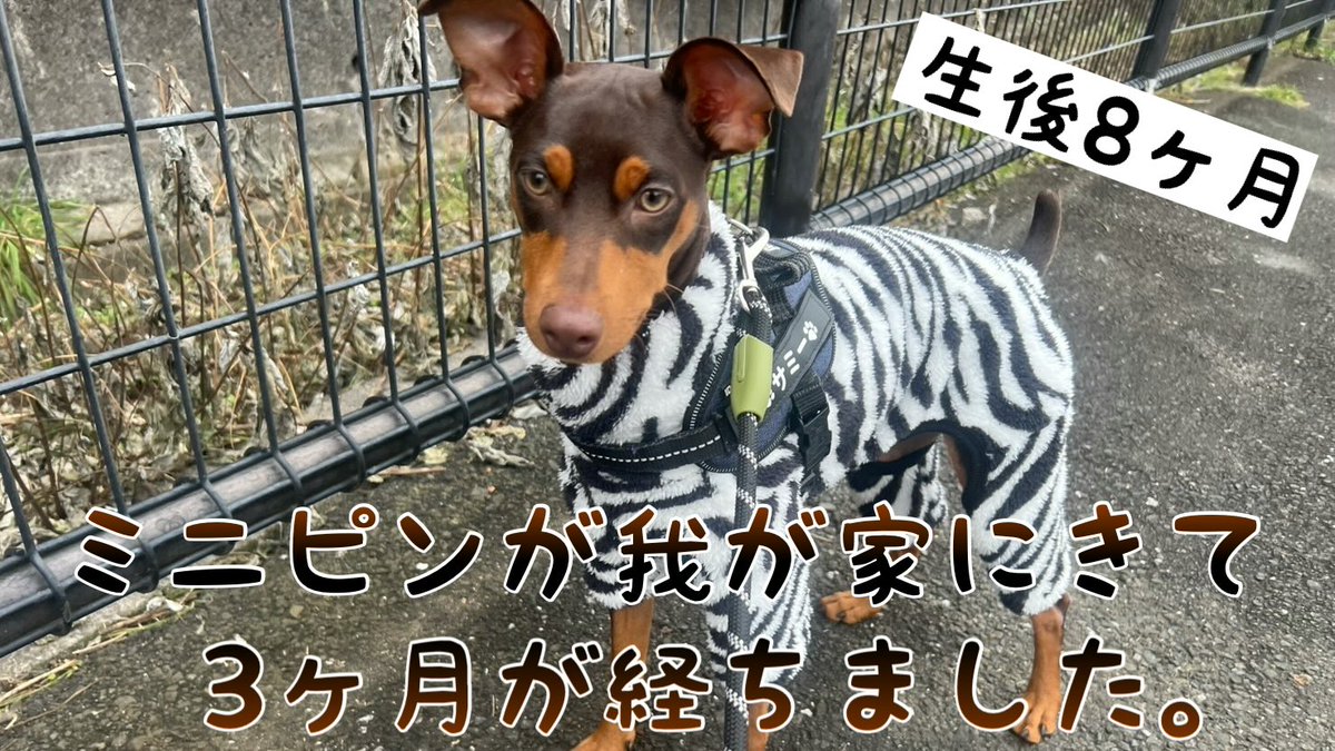 nukoandinu's tweet photo. ミニピンが我が家に来て3ヶ月が経ちました。
https://t.co/OOJYpgkM8t

#ミニピン、#パピー、#子犬、#チョコタン、#犬、#猫、#犬と猫、#トイプードル、#愛犬、#捨て猫、#元野良猫、#保護猫、#犬好きさんと繋がりたい、#猫好きさんと繋がりたい
#ペット https://t.co/BICI7HGWii