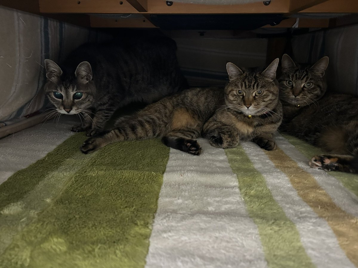 この季節は、覗いてみると(´◉ω◉` )こたつの中満員です🥳左からだい