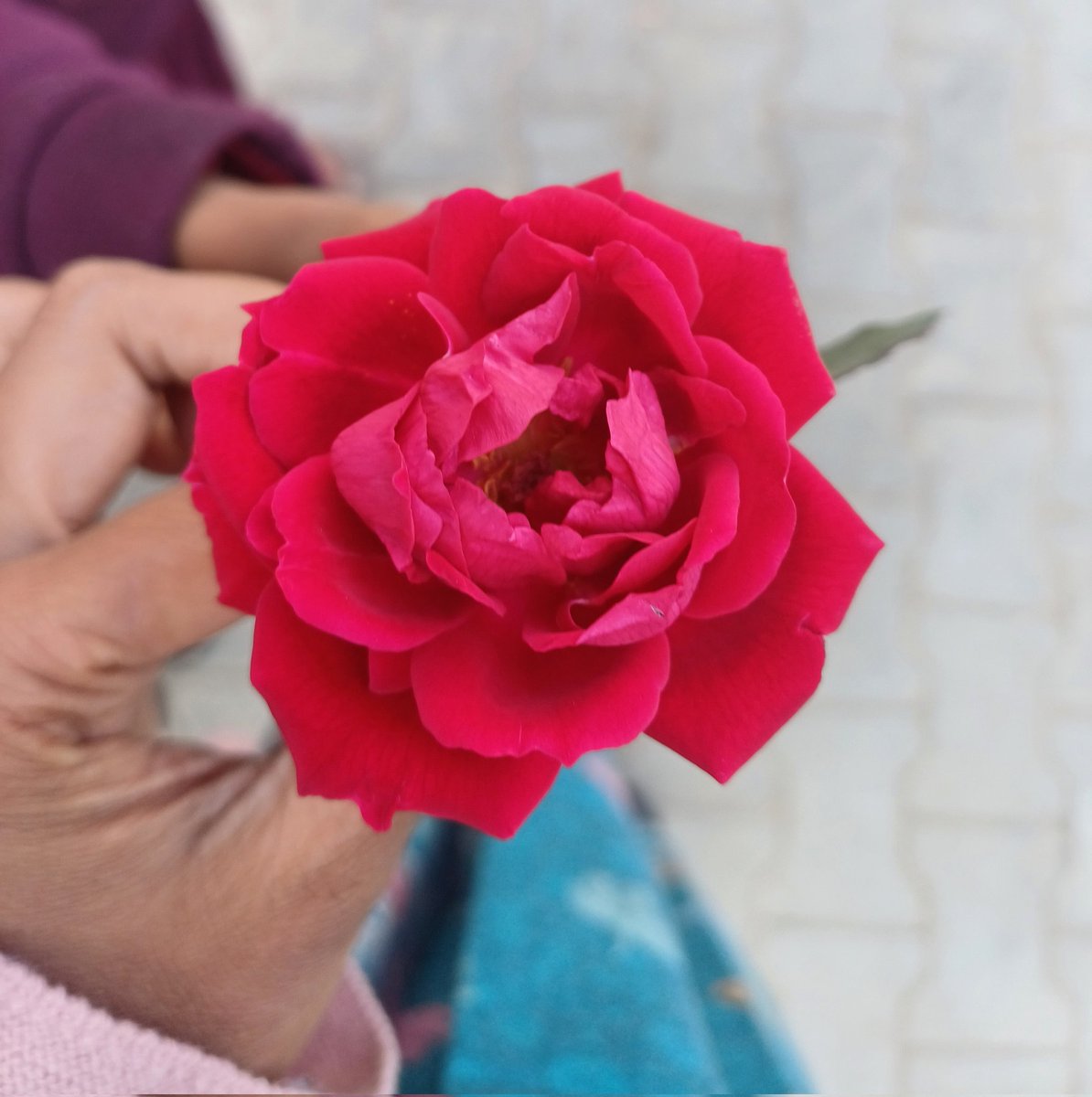 फूलों की तरह लब खोल कभी
ख़ुशबू की ज़ुबाँ में बोल कभी 
#पुष्प_दिवस