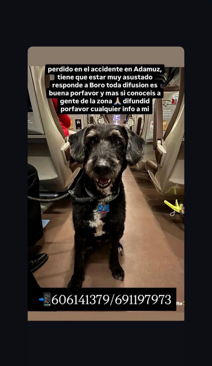 📌DIFUSION EXTERNA #adamuz #cordoba
BORO viajaba en el tren descarrilado ayer y no hay rastro de el..
DIFUNDE por favor!