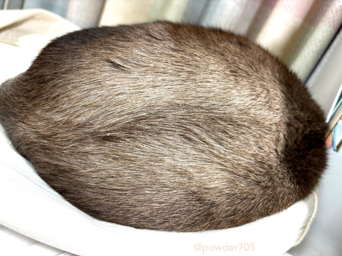 コダマナオコ🐈 (@powder705) / Posts / X