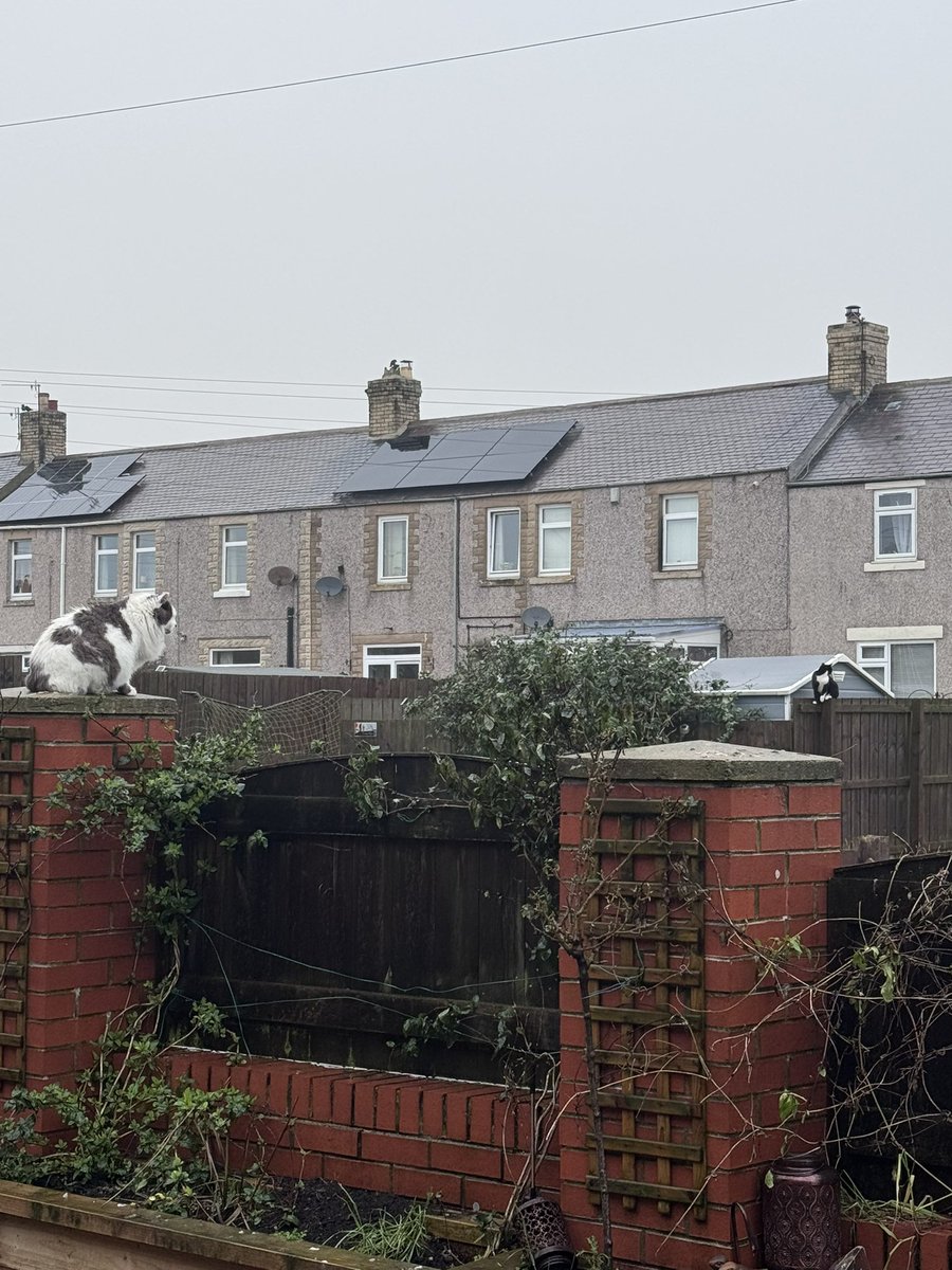SpanielsSuper's tweet photo. We’re having a bit of a #CatOff
Martha is glaring at evil bullying thug #PsychoBullyCat
#PsychoBullyCat is glaring back….. he wants to come across & beat Martha up
BUT!!!!!
He knows we’re here poised & ready to #ShredHim if he touches our girl!
He’s scared of us!
BUT!!!!
He’s absolutely terrified of PussPuss…… she beat him up once when he was about to attack Ronnie🌈….. mum & dad were so proud #RonniesHero
#EvilThug #MarthasHeroes