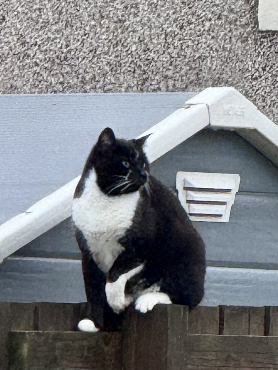 SpanielsSuper's tweet photo. We’re having a bit of a #CatOff
Martha is glaring at evil bullying thug #PsychoBullyCat
#PsychoBullyCat is glaring back….. he wants to come across & beat Martha up
BUT!!!!!
He knows we’re here poised & ready to #ShredHim if he touches our girl!
He’s scared of us!
BUT!!!!
He’s absolutely terrified of PussPuss…… she beat him up once when he was about to attack Ronnie🌈….. mum & dad were so proud #RonniesHero
#EvilThug #MarthasHeroes
