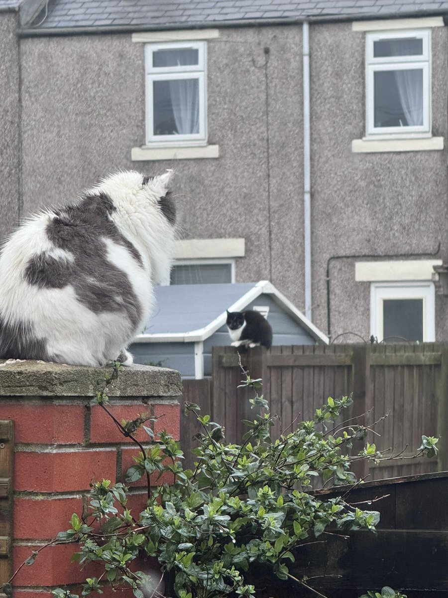 SpanielsSuper's tweet photo. We’re having a bit of a #CatOff
Martha is glaring at evil bullying thug #PsychoBullyCat
#PsychoBullyCat is glaring back….. he wants to come across & beat Martha up
BUT!!!!!
He knows we’re here poised & ready to #ShredHim if he touches our girl!
He’s scared of us!
BUT!!!!
He’s absolutely terrified of PussPuss…… she beat him up once when he was about to attack Ronnie🌈….. mum & dad were so proud #RonniesHero
#EvilThug #MarthasHeroes