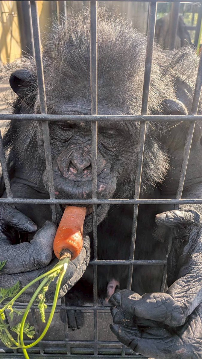 チンパンジーたちにたくさんの野菜と果物を頂きました。 とても
