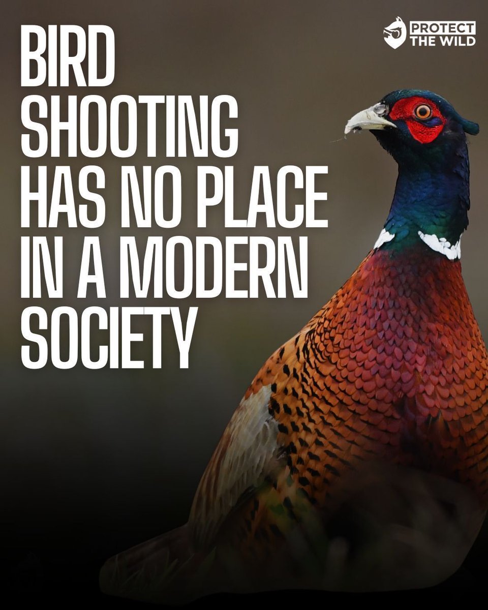 End Bird Shooting tweet media