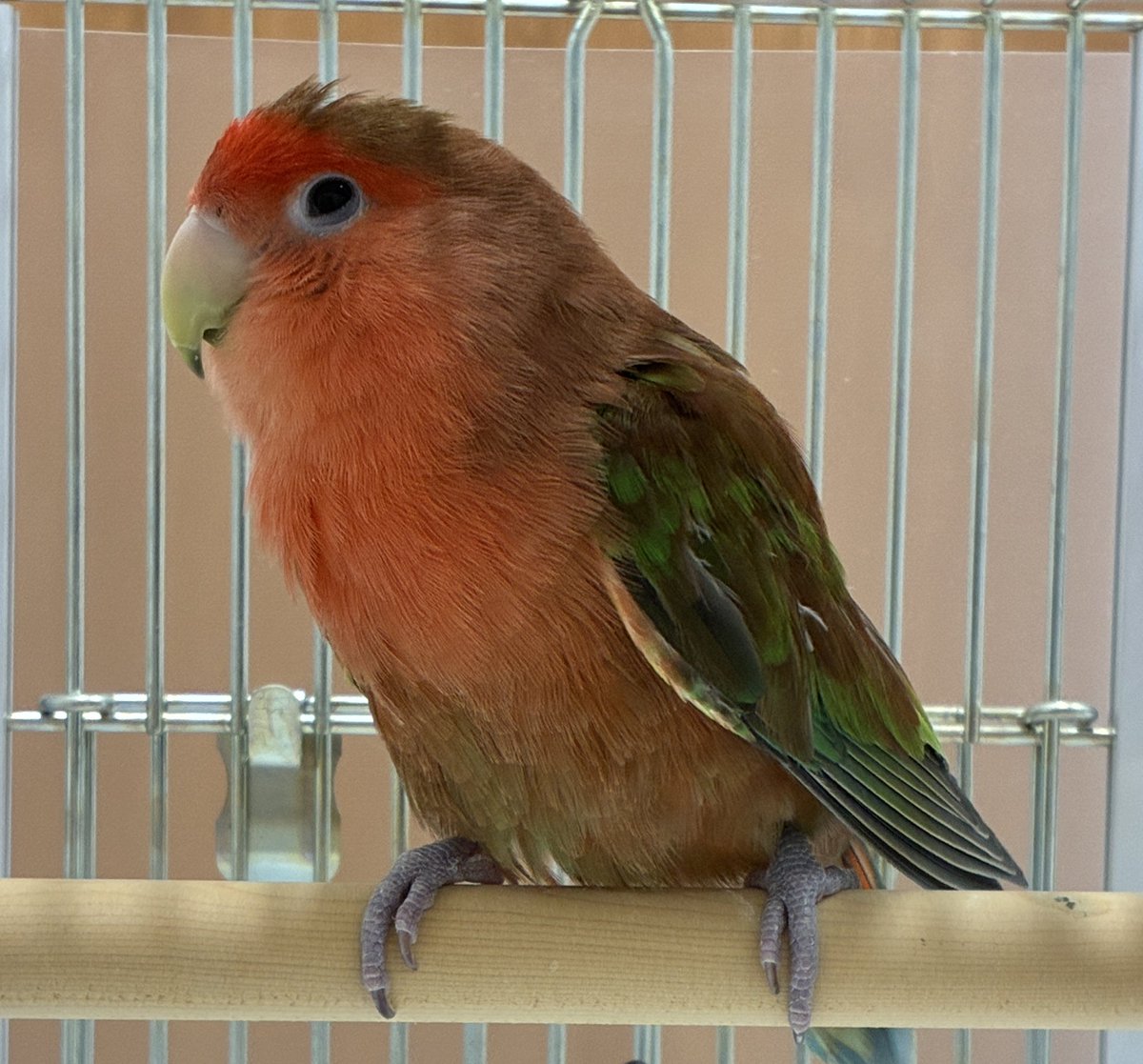 bird_vet's tweet photo. こちらのコザクラさんは以前ノーマルカラーでしたが、徐々に羽が赤くなってきました。

コザクラインコのレッドフェザーは肝疾患や脂質異常症（高脂血症）などで見られる症状です。

現在治療中なので、また羽の色が戻ってきたらお写真を投稿したいと思います。

普段から鳥さんを見ていると少しずつ変化して気付かないこともあります。
写真を撮っておくと以前との変化を比べることができるのでおすすめです！