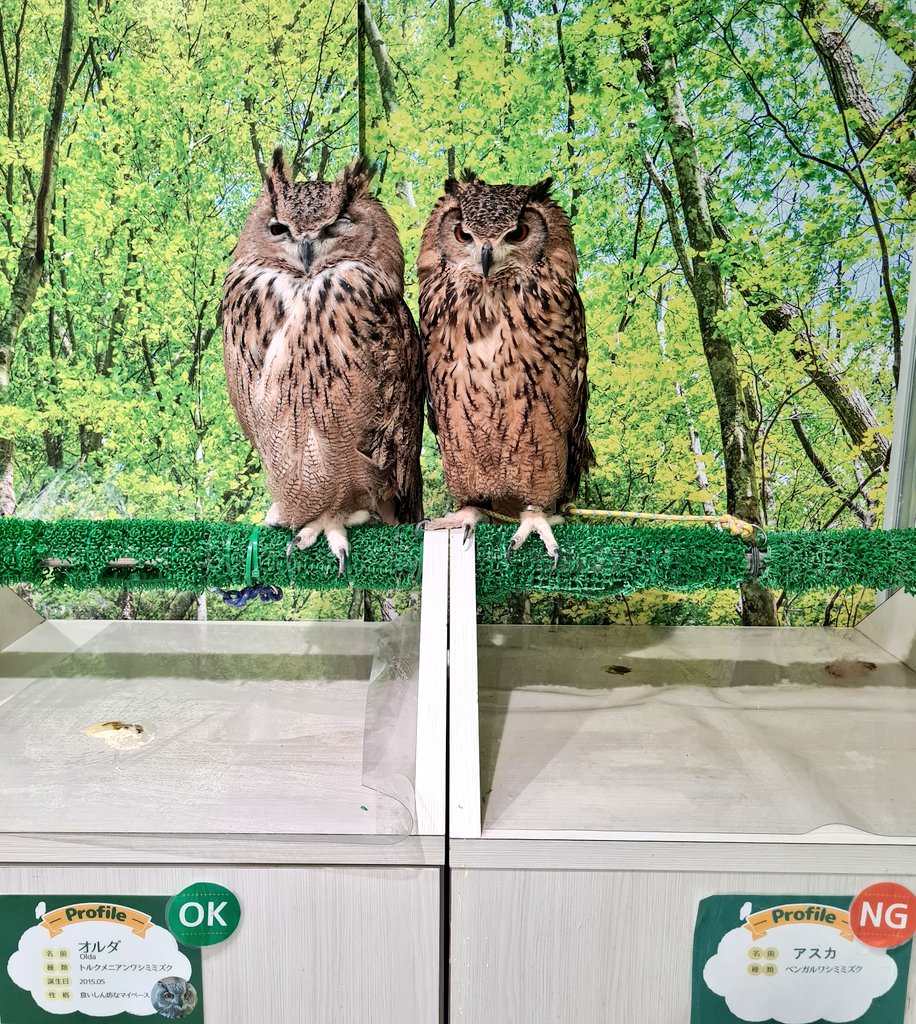 ペコちゃんに会ってきました！！
可愛かった🥰
据えさせてもらってたくさん撫でさせてもらいました🦉
時間がなかったので30分だけだったけど閉店までに余裕ある日見つけてもう一度会いに行きたい…