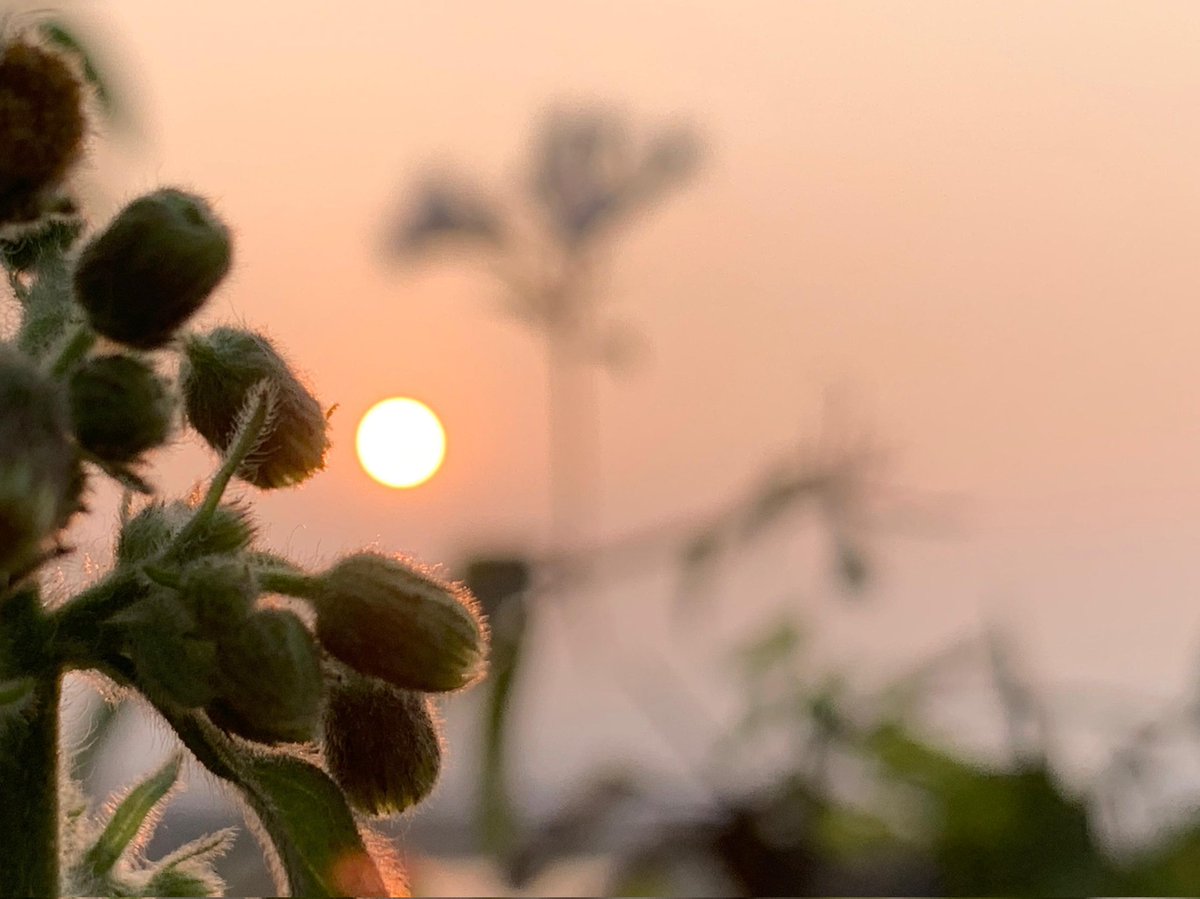 JFR_Rohingya's tweet photo. #NatureBeauty #SunsetView #CampLifePhotography #NaturePhotography https://t.co/1T6Tyex52W