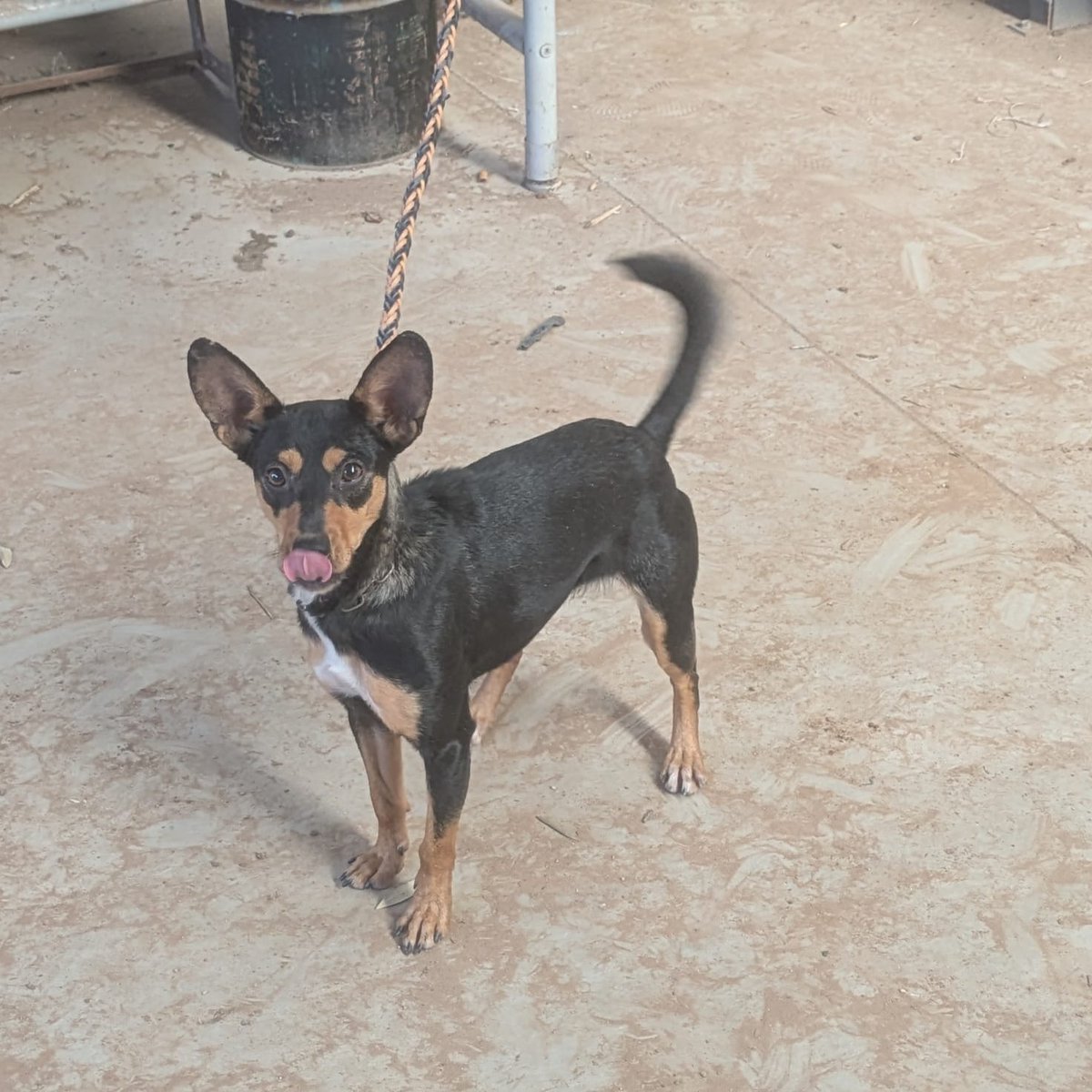NuevaVidaAdop's tweet image. #madrid #URGENTE 
LIRIA cruce #pinscher EN APUROS 
Tiene 1,5 años y pesa 5 kg
Sociable con niños y 🐶
De momento no tenemos más datos
NECESITA #casadeacogida o #adopcionresponsable 
CONTACTO📩 facenuevavida@gmail.com
#acoge #acogida #adopta #ayudanosacompartir #ayuda