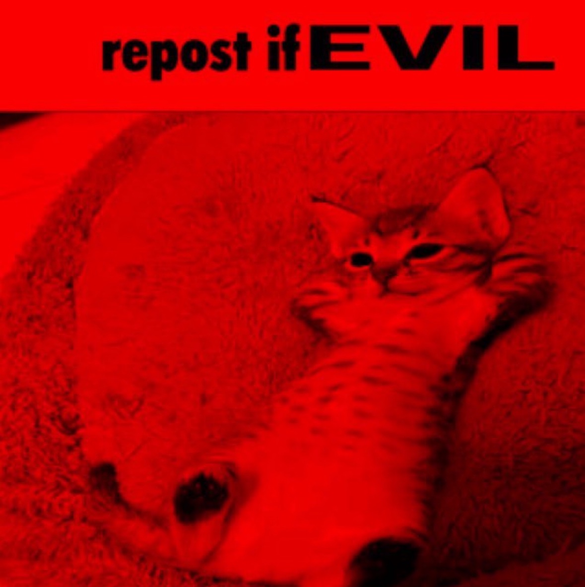 RespectfulMemes's tweet image. 