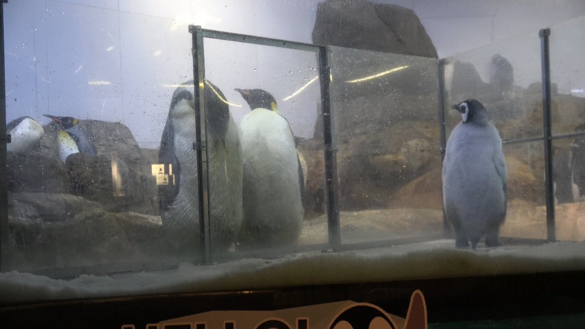 ヒナページ ヒナちゃんの様子を見にきた大人のペンギンペア🐧🐧パパとママ