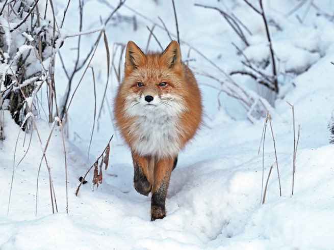 PROTECT ALL WILDLIFE tweet media