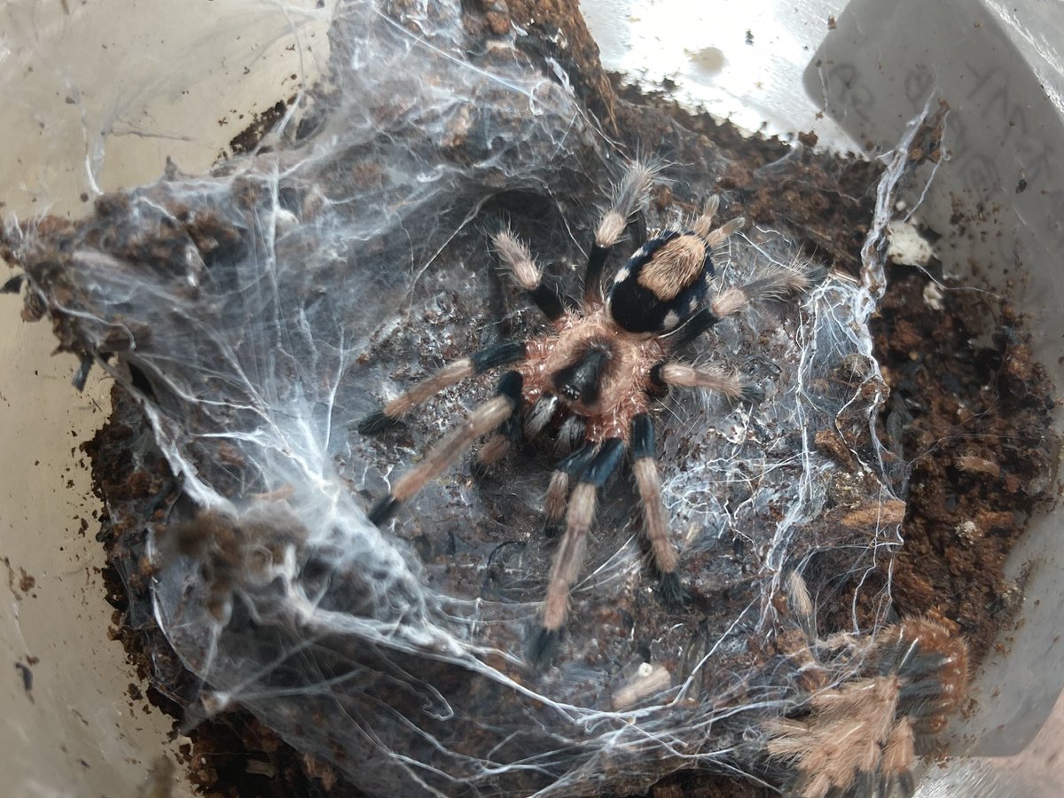 さっちゃん様 2024年11月16日（土）は、「ゆめさき祭り」！ 久しぶりに