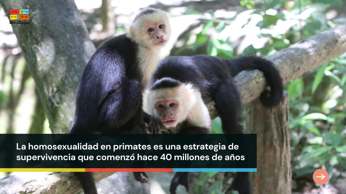 La h0mo3xualidad en primates es una estrategia de supervivencia que existe desde hace + 40 MM de años.

Les ha ayudado a formar alianzas, reducir tensiones y fortalecer la cohesión social.

📰 nationalgeographic.com.es/mundo-animal/f…

#sandimas #noticias #últimahora #noticiasanimales