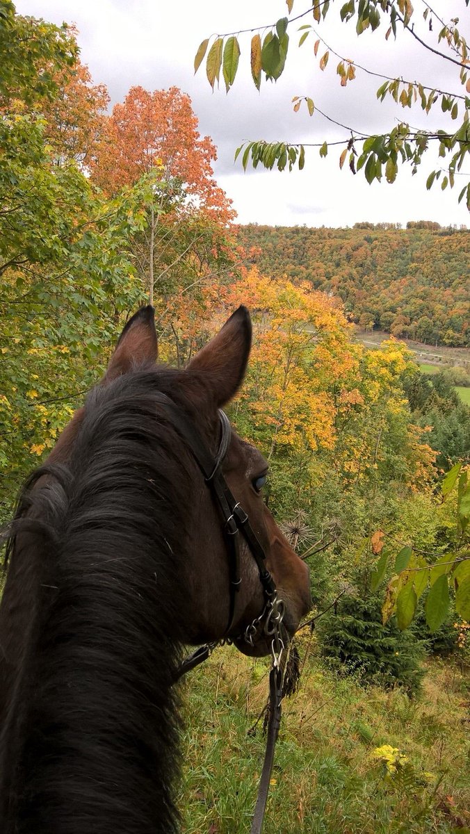 Butterflless's tweet image. 