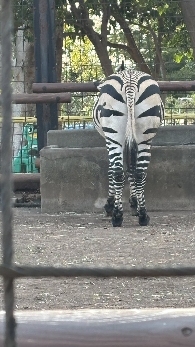 動物園...！

こじんまりした無料動物園だけど見応えあってすごかった🦓

神奈川県は子供向けの施設色々楽しい
息子よりも私の方がはしゃいでたと思う