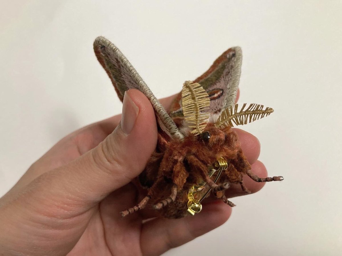 蛾売りおじさん tweet media