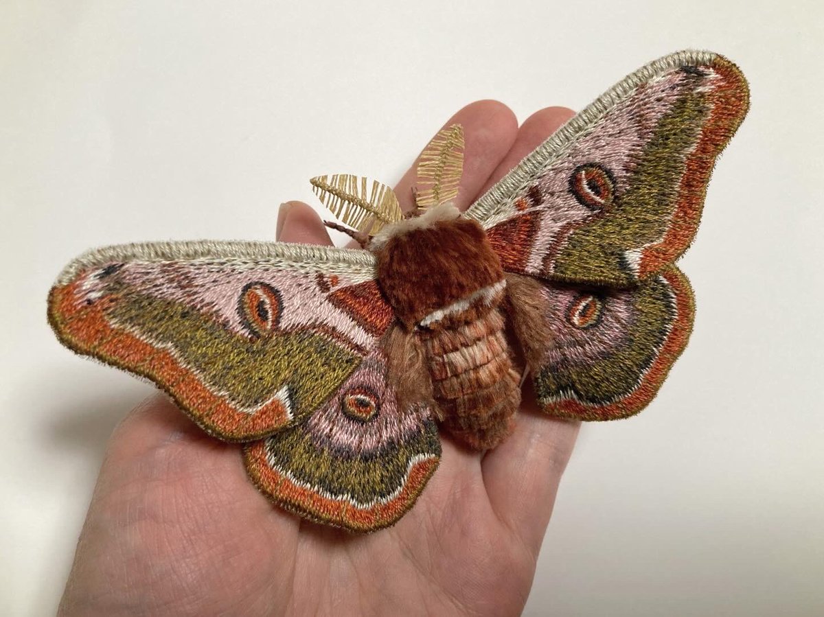 蛾売りおじさん tweet media