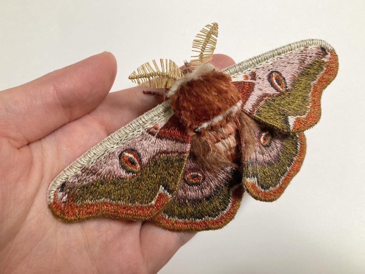 蛾売りおじさん tweet media