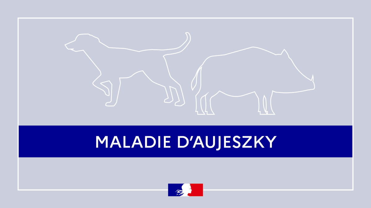 Image de Préfet de la Creuse - #SantéAnimale | Maladie d’AUJESZKY – Vigilance dans les élevages de suidés et chez les chiens de cha