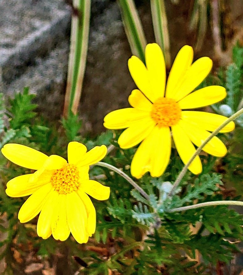月曜日、お疲れ様でした🙇

通勤途中、道端にポツンと咲く花😄
まだ、花びらが開ききってない感はありますが、月曜の気だるい朝に癒しをもらいました☺️

明日も穏やかな1日となりますように😊

#道端に咲く花
#癒しもらった瞬間