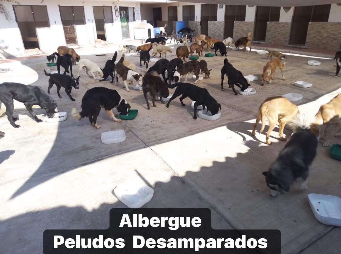 Plu2Desampara2's tweet image. Buenos días. Estamos recolectando, apoyo para poder comprar las 350 kilos Croquetas que requerimos esta semana de peso en peso lo lograremos, todo donativo por más pequeño que parezca suma y ayuda. 
De antemano gracias.

𝐀𝐘𝐔𝐃𝐀𝐍𝐎𝐒 𝐀 𝐋𝐋𝐄𝐍𝐀𝐑 𝐒𝐔𝐒 𝐏𝐋𝐀𝐓𝐈𝐓𝐎𝐒…