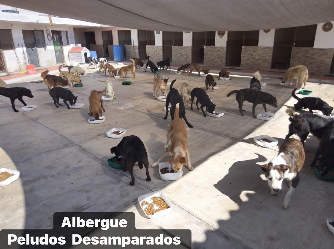 Plu2Desampara2's tweet image. Buenos días. Estamos recolectando, apoyo para poder comprar las 350 kilos Croquetas que requerimos esta semana de peso en peso lo lograremos, todo donativo por más pequeño que parezca suma y ayuda. 
De antemano gracias.

𝐀𝐘𝐔𝐃𝐀𝐍𝐎𝐒 𝐀 𝐋𝐋𝐄𝐍𝐀𝐑 𝐒𝐔𝐒 𝐏𝐋𝐀𝐓𝐈𝐓𝐎𝐒…