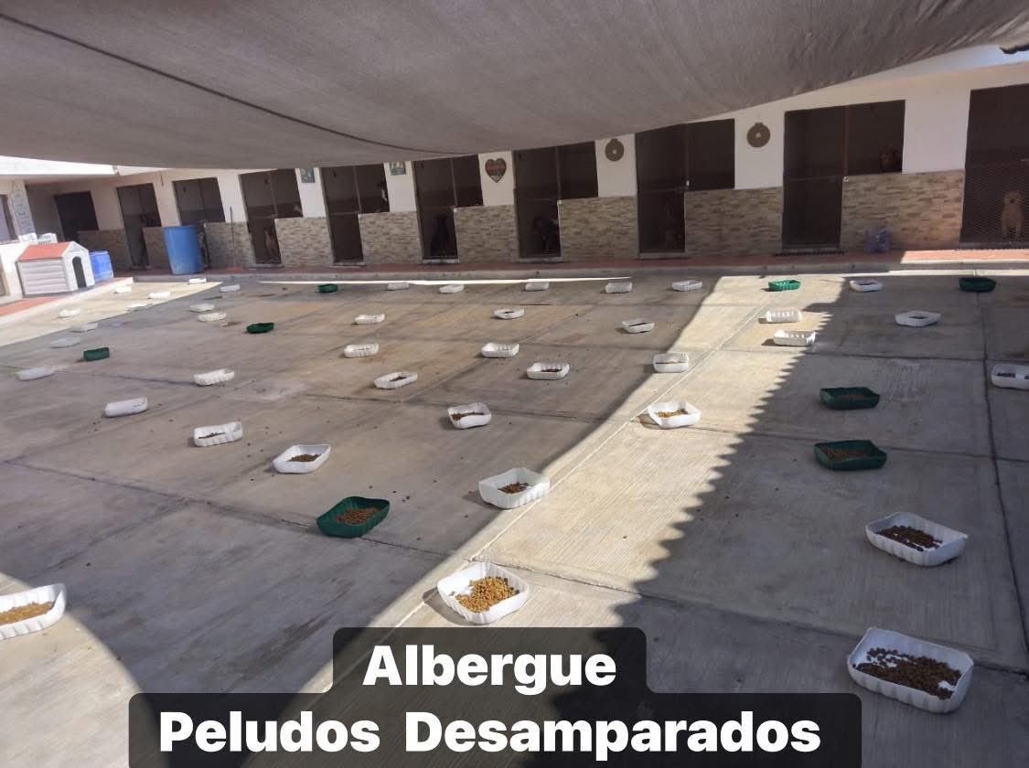 Plu2Desampara2's tweet image. Buenos días. Estamos recolectando, apoyo para poder comprar las 350 kilos Croquetas que requerimos esta semana de peso en peso lo lograremos, todo donativo por más pequeño que parezca suma y ayuda. 
De antemano gracias.

𝐀𝐘𝐔𝐃𝐀𝐍𝐎𝐒 𝐀 𝐋𝐋𝐄𝐍𝐀𝐑 𝐒𝐔𝐒 𝐏𝐋𝐀𝐓𝐈𝐓𝐎𝐒…