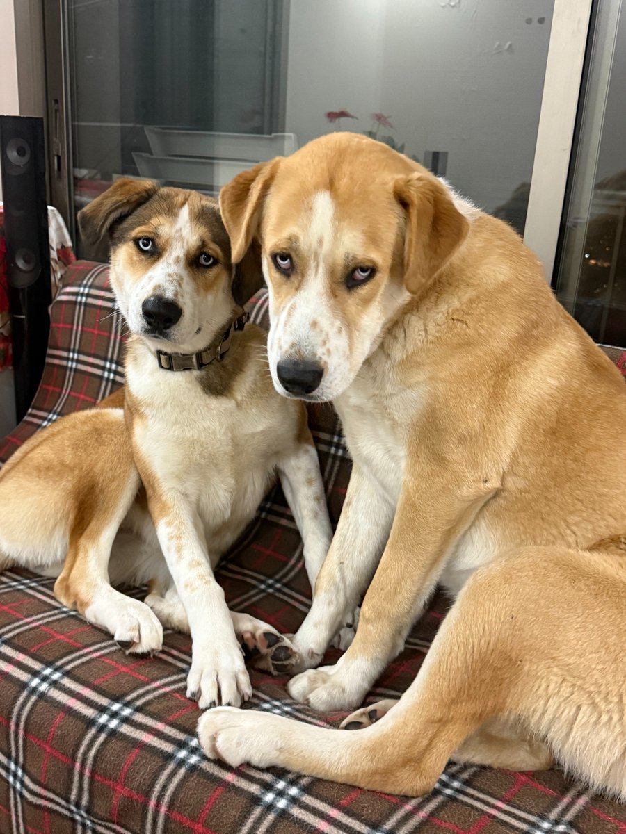adoptdontshopl's tweet photo. ๐ FOR ADOPTION ๐
๐ Two Dogs ๐One female & one male ๐พ
11 months old, spayed/neutered and vaccinated ๐
Friendly and ready for loving forever home โค๏ธ
๐ฒ Contact: 76 822 179
Canโt adopt? Please share!
#adoptdontshop #dogsforadoption #foreverhome https://t.co/UQ2mIeP4PE